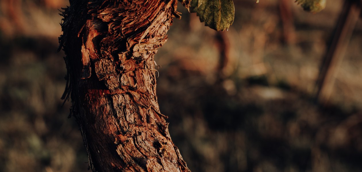&copy; Weingut Bernhard