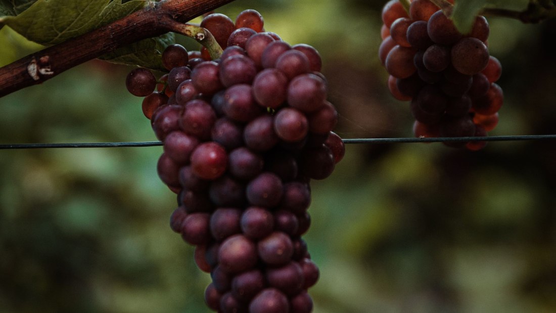 lou_6306_klein, &copy; Andreas Brummund - die WeinWerkstatt