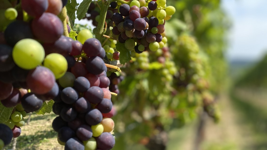 Weingut Breitenbach Trauben
