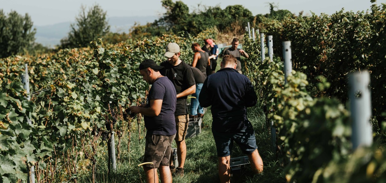 &copy; Weingut Adams