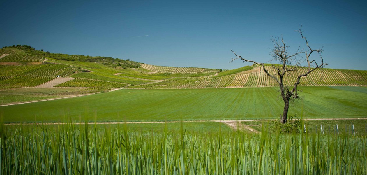 Weingut Becker-Landgraf_Weinreben, &copy; Weingut Becker-Landgraf