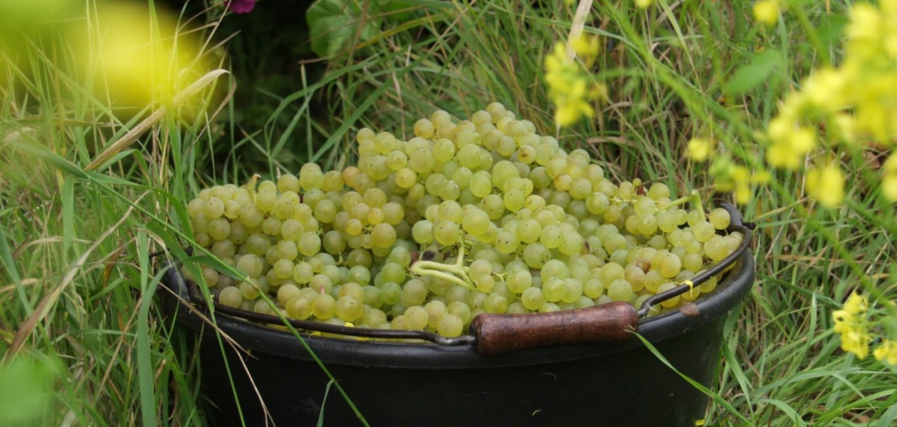 Bruehler-hof-read, &copy; Weingut Br&uuml;hler Hof
