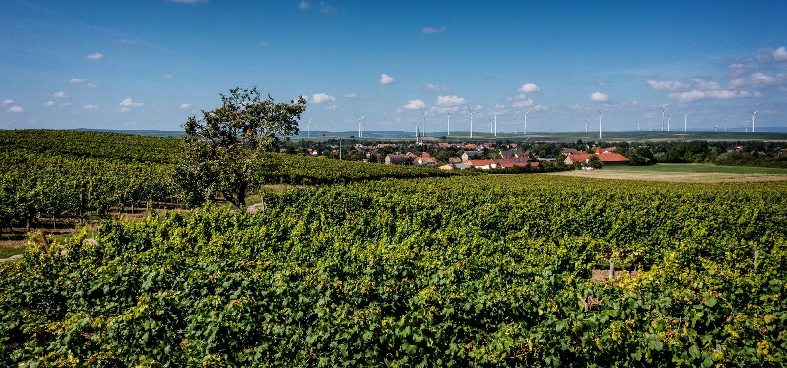 Armsheimer Goldstückchen