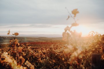 Weingut Hungerm&uuml;ller_Weinreben, &copy; Weingut Hungerm&uuml;ller