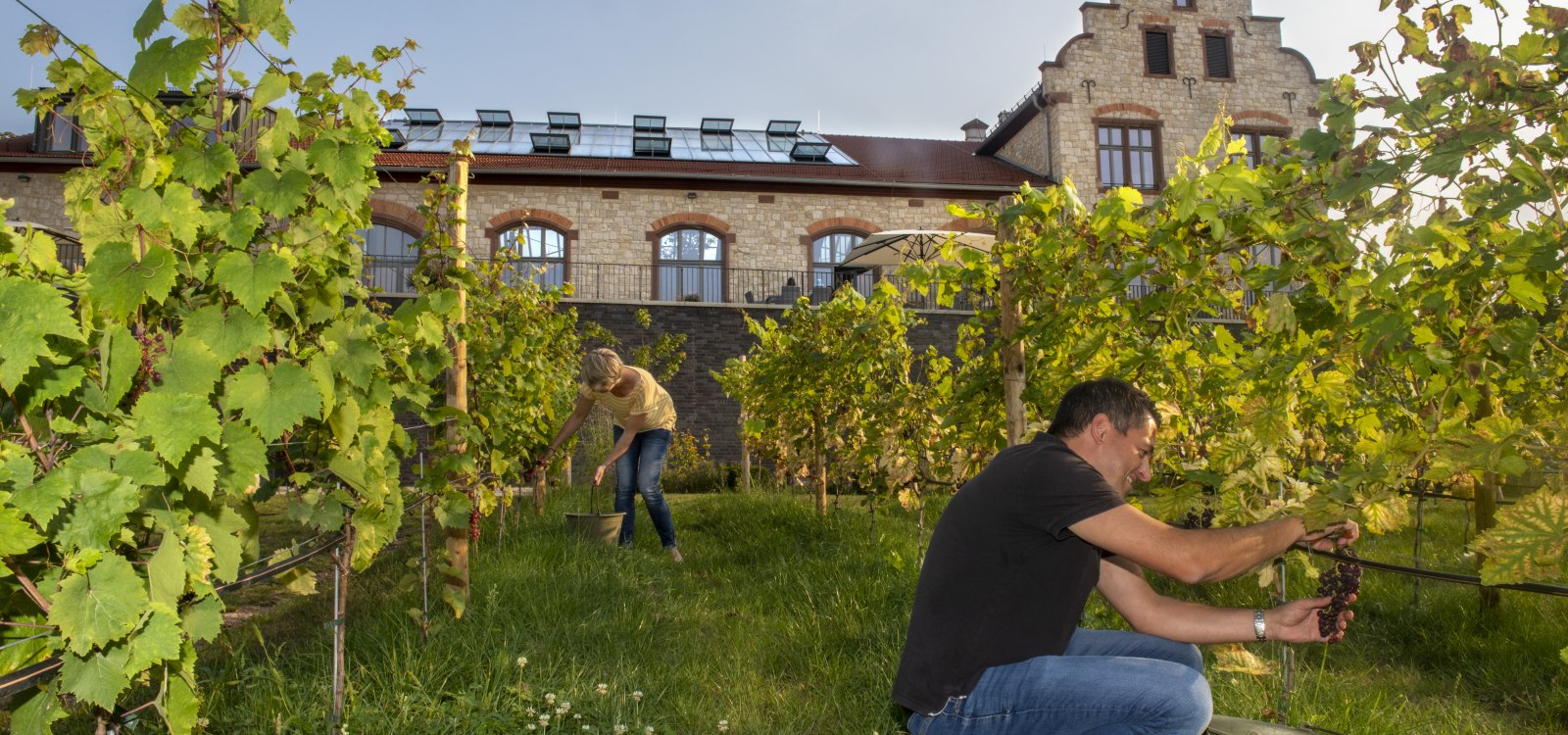 Traubenlese am Winzerkeller, &copy; Andrea Enderlein/IKuM GmbH