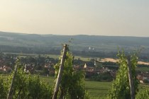FamilienWeinGut Feser_Weinber, &copy; FamilienWeinGut Feser