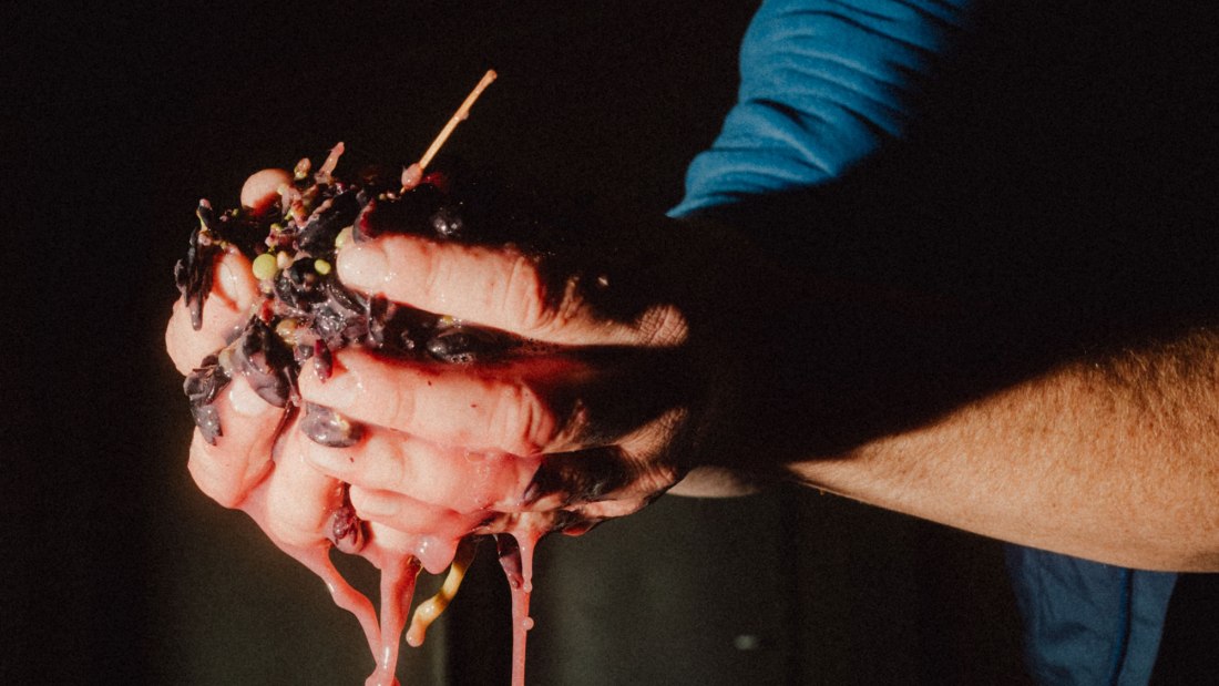 &Ouml;kologischer Weinbau Huster_Tobias Huster Weinbereitung, &copy; &Ouml;kologischer Weinbau Huster