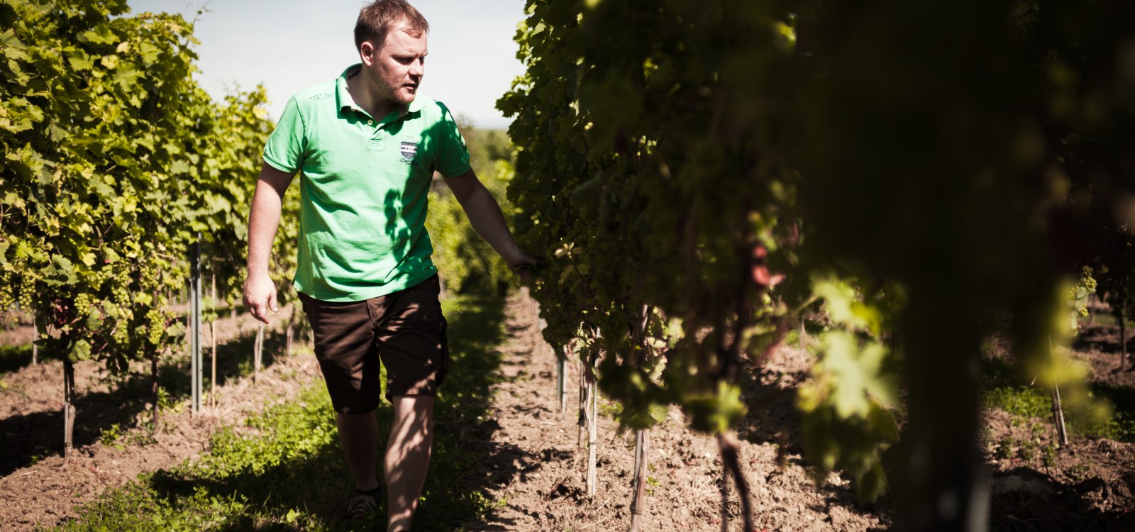 Weingut Dackermann_Winzer in den Reben, &copy; Weingut Dackermann