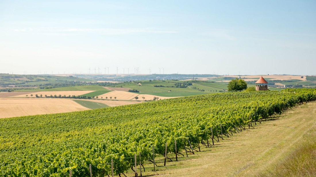 Weingut Schmitt_Weinreben 2, &copy; Weingut Schmitt