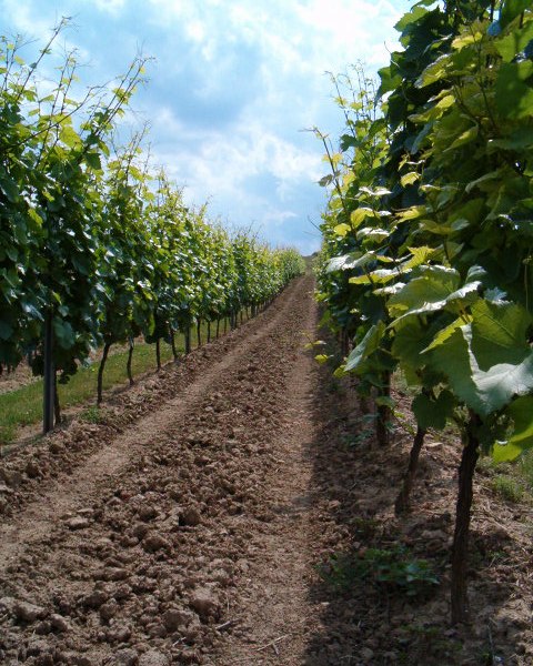 foto-laat-hoog, &copy; Weingut Thomas-R&uuml;b