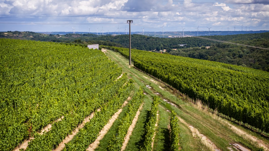 Tiefenthaler Graukatz