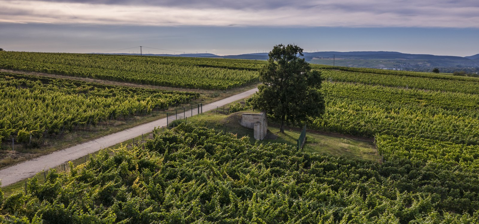 Biebelsheimer Kieselberg