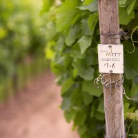 Weinberg © Jürgen Mett, Wgt. Mett-Weidenbach