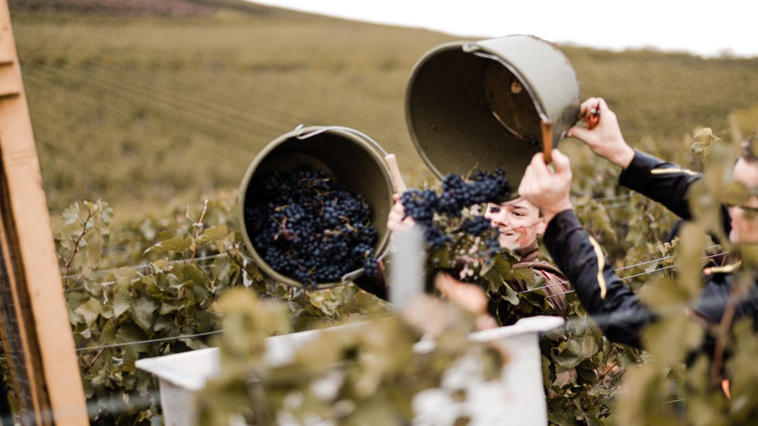 Weingut Breitenbach Handlese