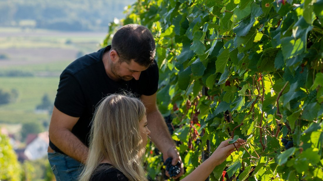 Weingut Dei&szlig;_Weinlese, &copy; Weingut Dei&szlig;