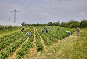 Philaroma-Erdbeerfeld &copy; Rainer Oppenheimer/Stadt Ingelheim