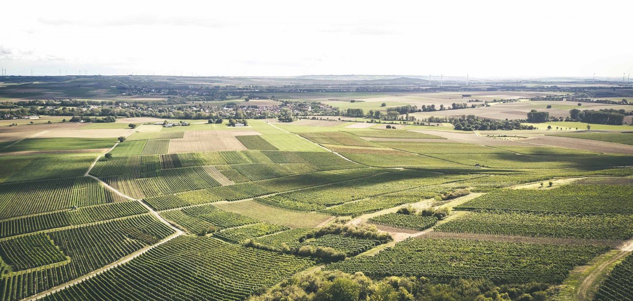schittler5, &copy; Weingut Schittler & Becker