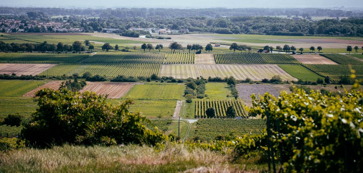 listmann_weinbergerheinterrasse-internet, &copy; Weingut Listmann