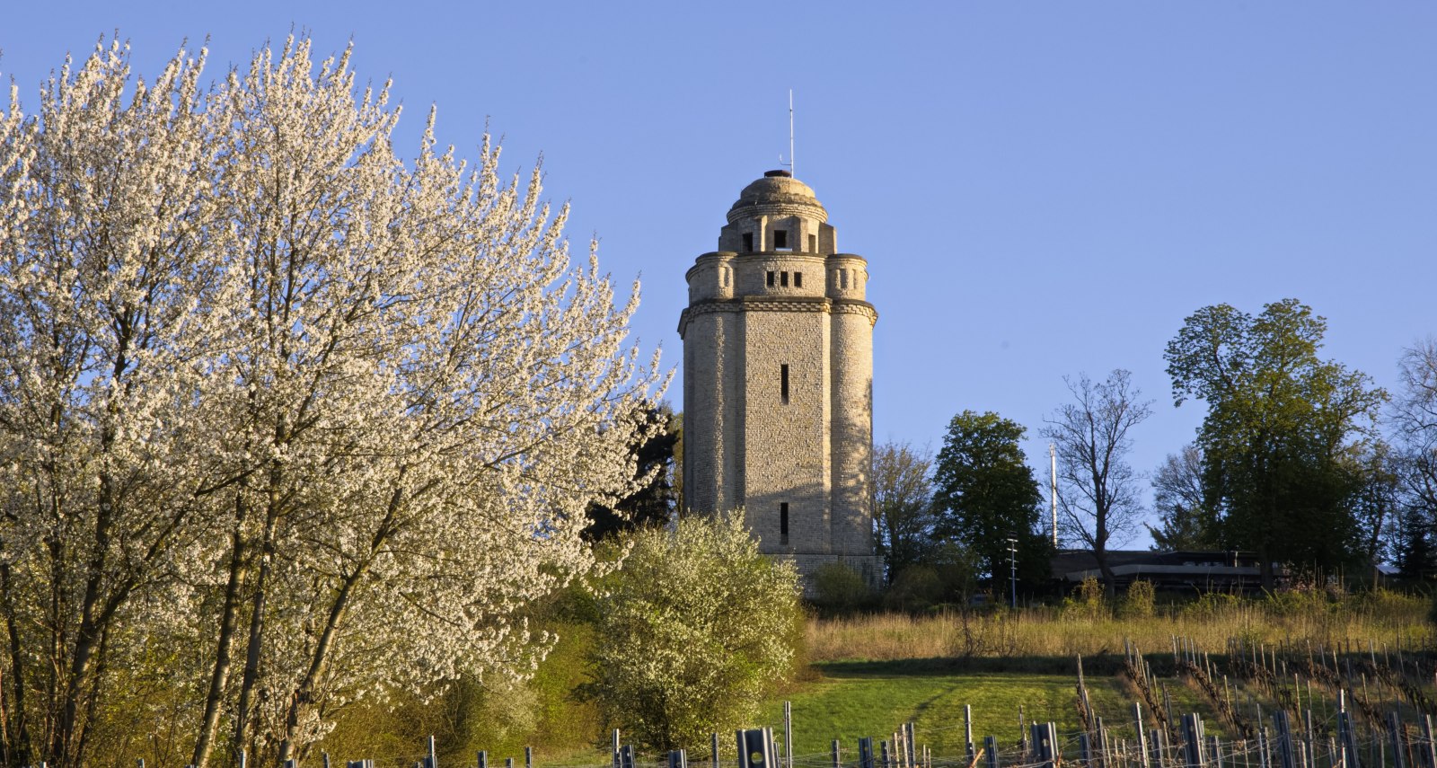 Bismarckturm im Fr&uuml;hling, &copy; Stadt Ingelheim_Rainer Oppenheimer