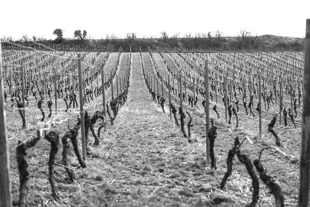 wijnmakerij-brandt-foto-4, &copy; Weingut Brandt