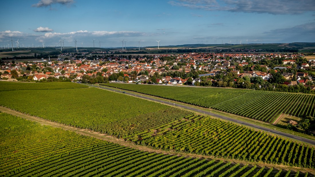 Wöllsteiner Äffchen