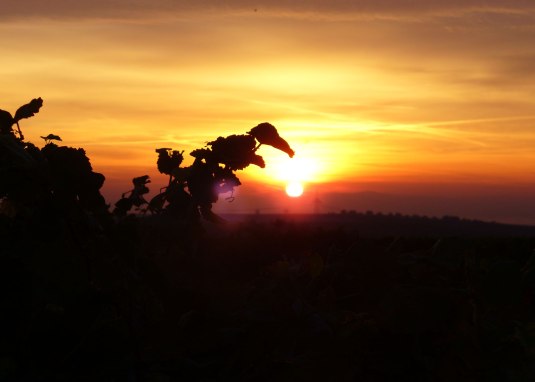 Pfaff-Weine Sunrise Internet &copy; PFAFF WEINE