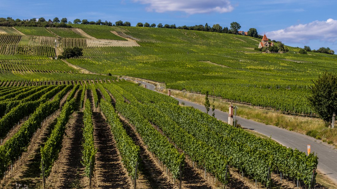 Gau-Bickelheimer Saukopf, © Torsten Silz