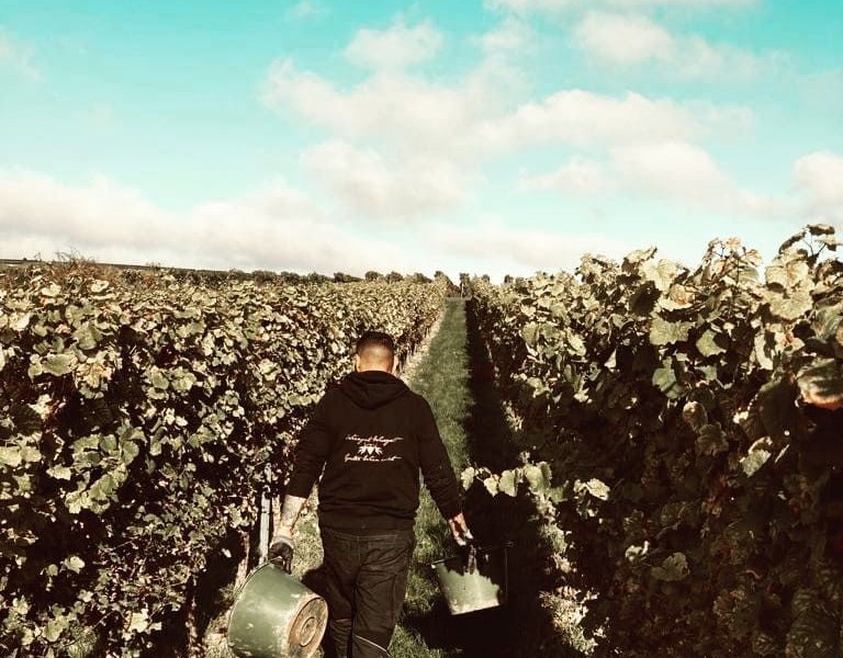 Weingut Wissgott_Weinberg, &copy; Weingut Wissgott