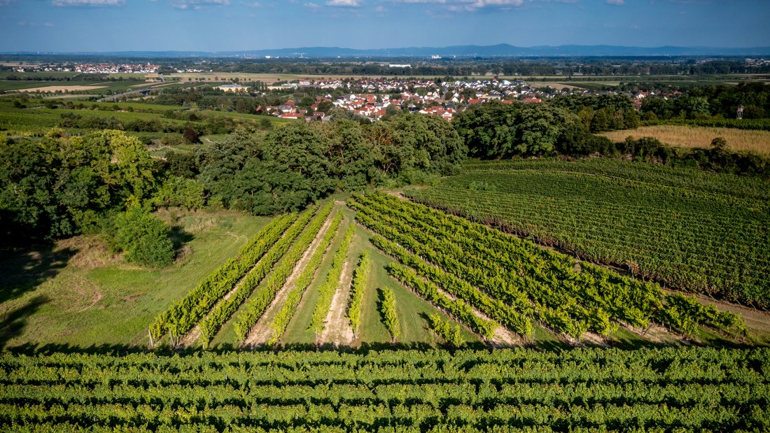 Alsheimer Frühmesse