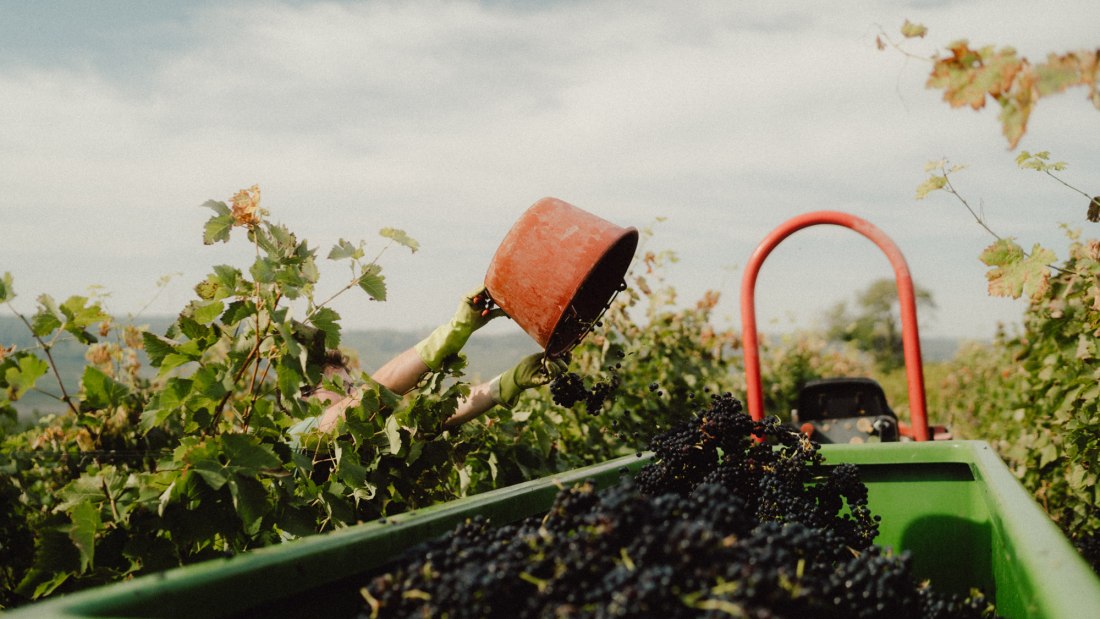&Ouml;kologischer Weinbau Huster_Handlese Weingut Huster, &copy; &Ouml;kologischer Weinbau Huster