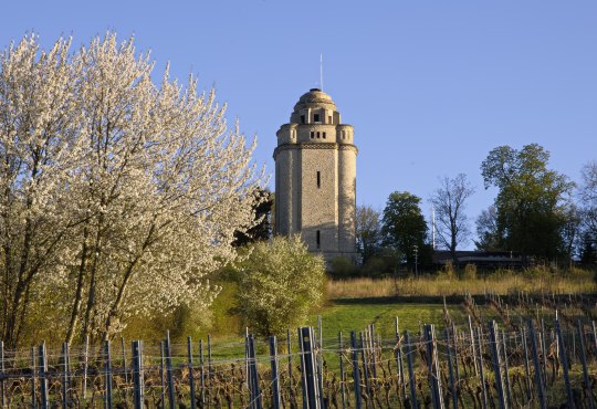 Bismarckturm im Fr&uuml;hling, &copy; Stadt Ingelheim_Rainer Oppenheimer