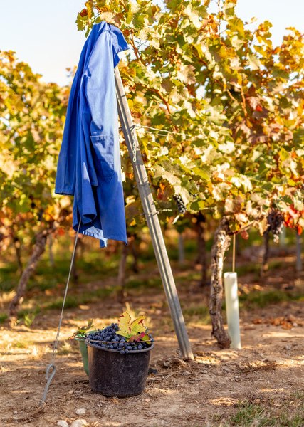 eckert-6, &copy; Weingut Eckert