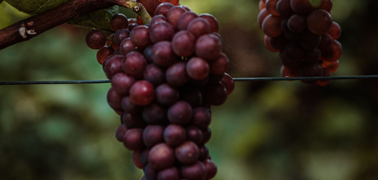 Andreas Brummund_Weintrauben, © Andreas Brummund - die WeinWerkstatt