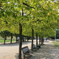 Rhine riverbank Heidenfahrt &ndash; benches right by the water
