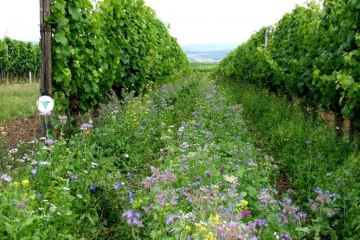 Bruehler-yard greening, &copy; Weingut Br&uuml;hler Hof
