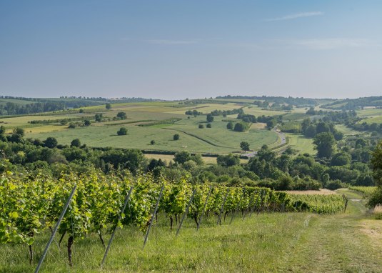 Rheingaublick mal anders &copy; Verbandsgemeinde Gau-Algesheim