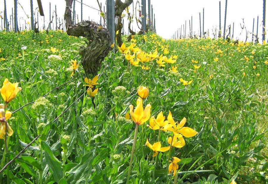Wildtulpen, &copy; Weingut B&uuml;sser-Paukner