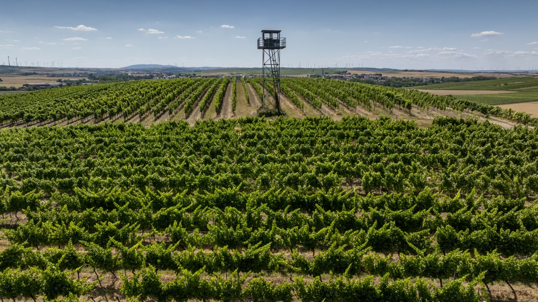 Gau-Odernheimer Ölberg, © Torsten Silz