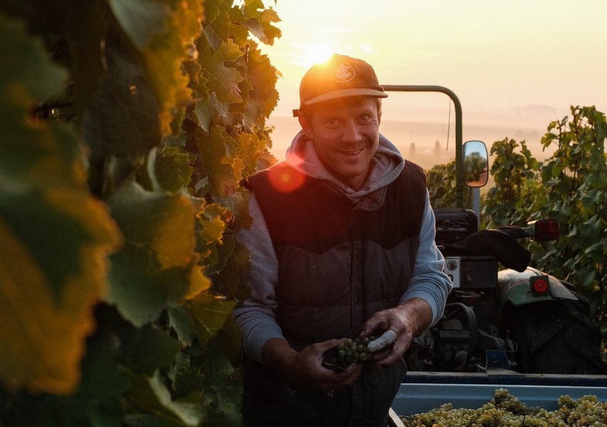 Weinlese_im_Herbst_Weingut Wechsler