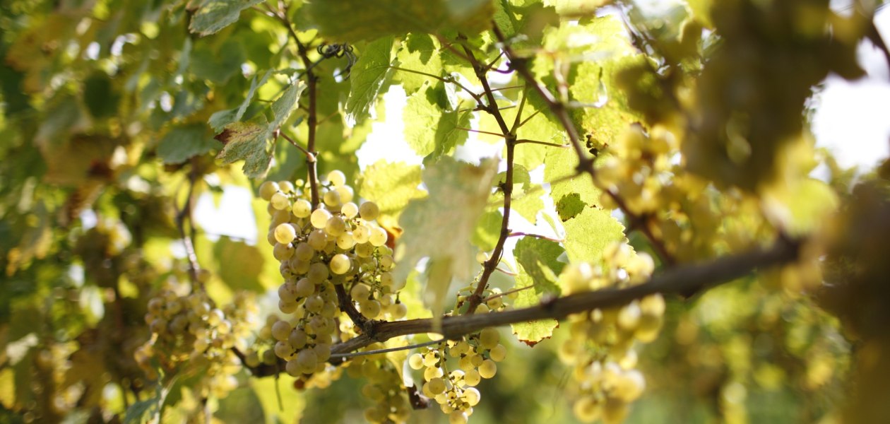 Winter druif, &copy; Weingut Winter