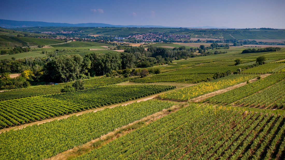 Engelstadter Adelpfad