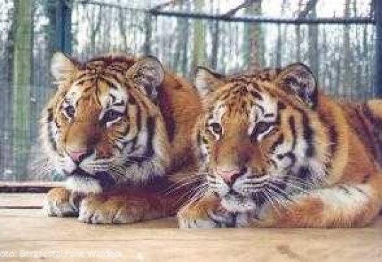 Tiger-Garten Waldeck e.V., &copy; Bergrestaurant Waldeck