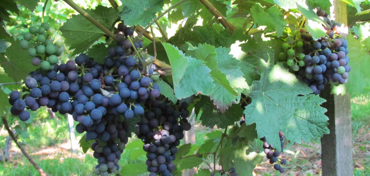 Weingut Nibelungenhof_Trauben, &copy; Weingut Nibelungenhof