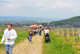 Gau-Algesheimer Weinlagenwanderung &copy; VG Gau-Algesheim_Armin Kleisinger