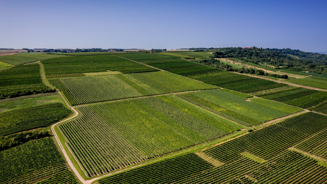 Gau-Algesheimer Johannisberg