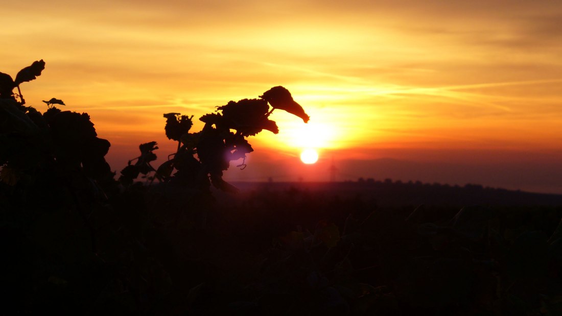 Pfaff wines Sunrise Internet, &copy; PFAFF WEINE