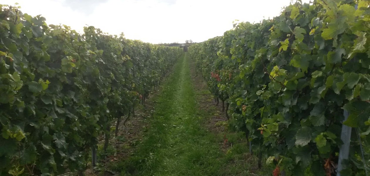 Weingut Klein_Weinreben, &copy; Weingut Klein