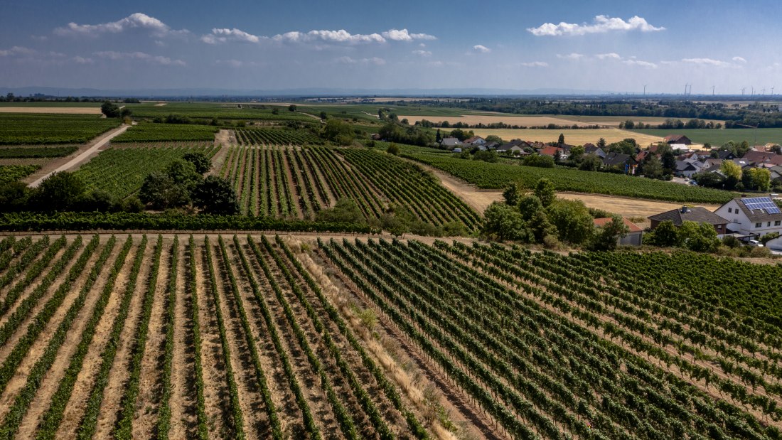 Monsheimer Rosengarten