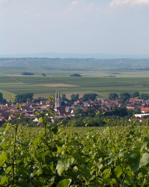 Weingut Thomas-R&uuml;b_Reben-Kirche, &copy; Weingut Thomas-R&uuml;b