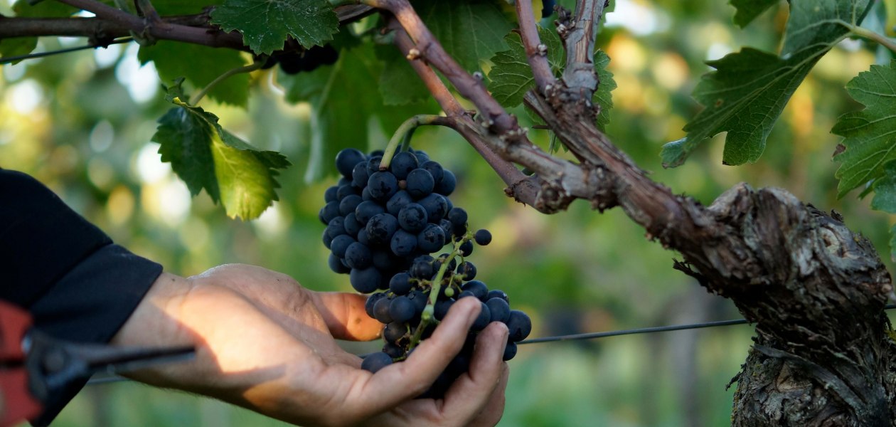 © Weingut Eppelmann